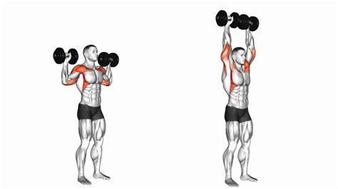 Muscle Usage in an Overhead Press .